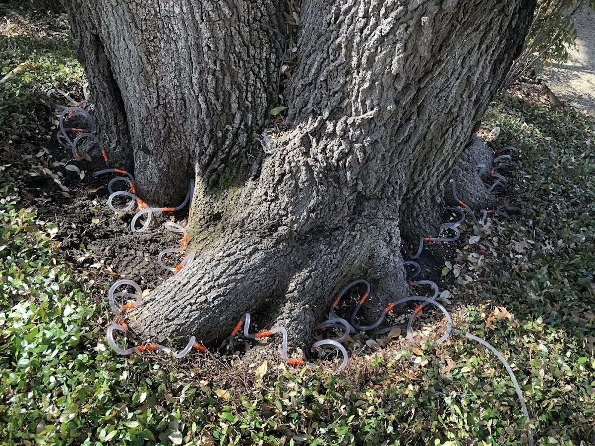 Detailed Tree Cabling and Bracing job site in Lemoyne