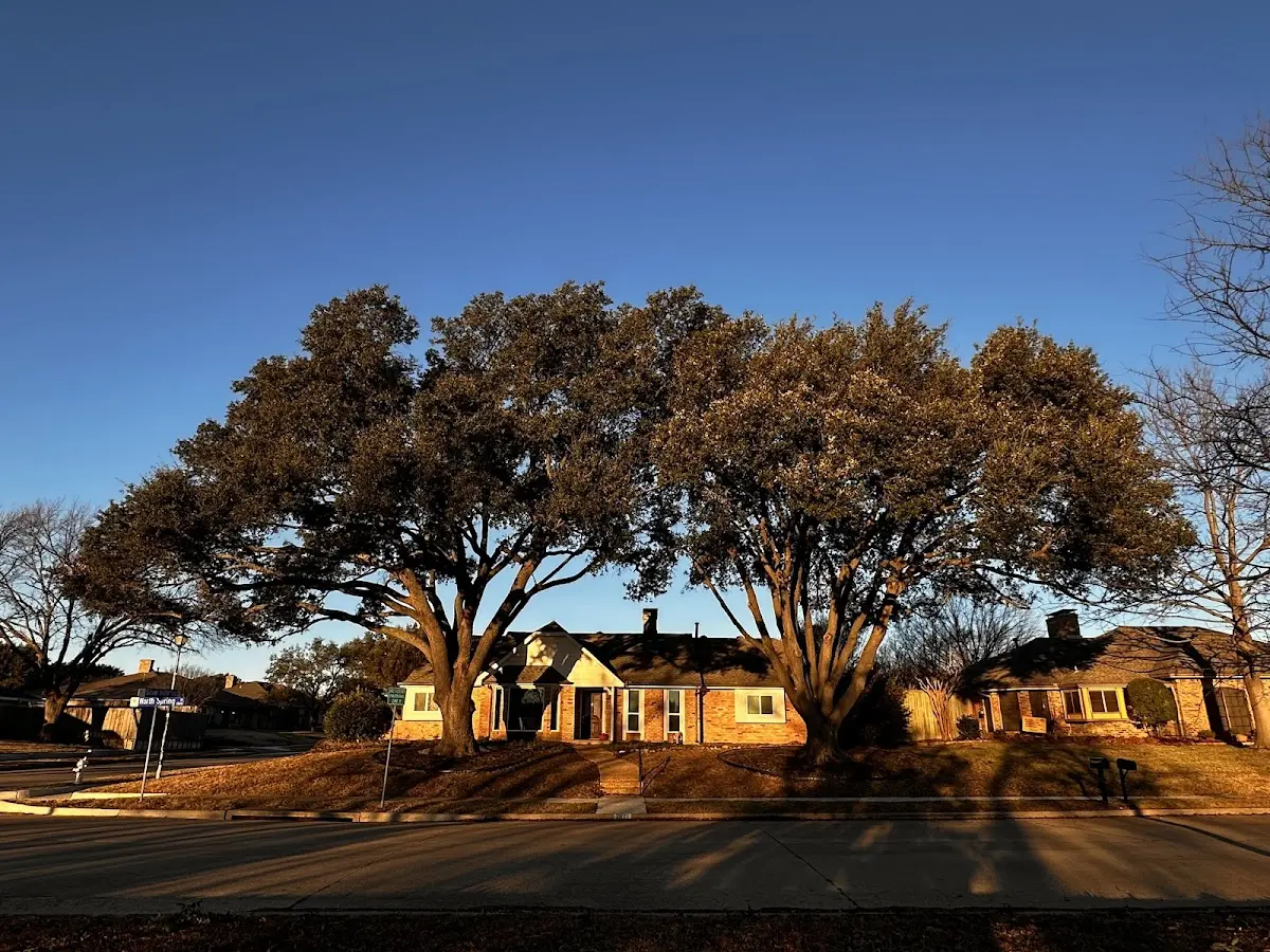 Established residential canopy tree shading a home in Lemoyne